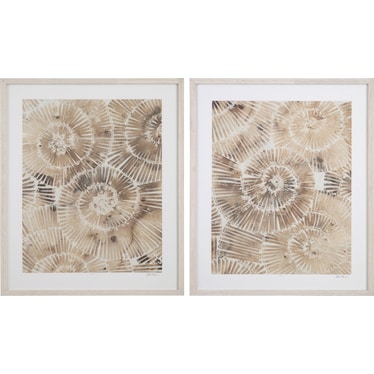 Fossil Nautilus Framed Print Set of 2